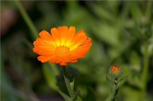 用金盞花的古詩(shī)句