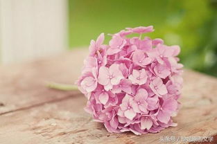 古詩(shī)句笙簫