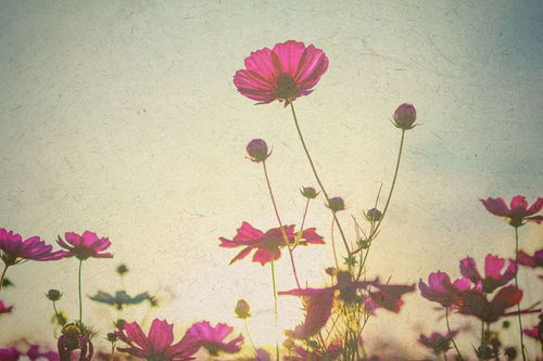 古詩(shī),詩(shī)句,帶有