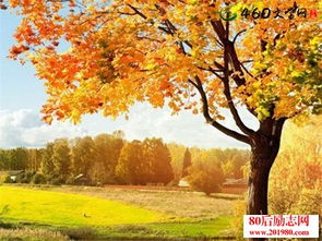 古詩,詩句,景物,描寫