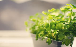 四首關(guān)于綠色植物的詩(shī)句