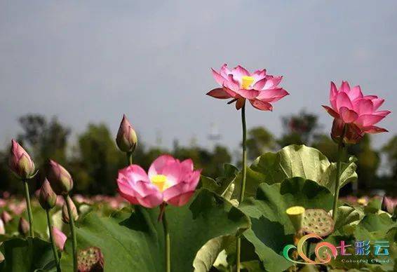 古詩,詩句,菊花,大全