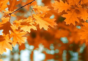 關(guān)于楓葉唯美的詩句