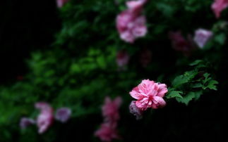 木槿花唯美古詩句6