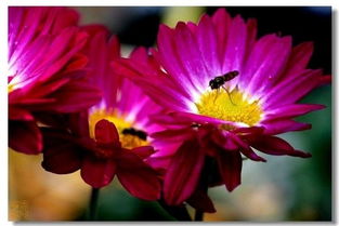 關(guān)于菊柳的詩句