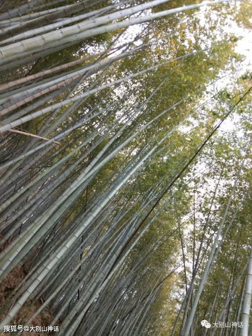 竹子,古詩,詩句,春天