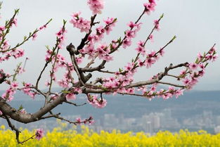蘇軾關于桃花的詩句是什么,描寫桃花的詩句是什么,與桃花有關的詩句是什么
