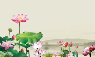 與描寫蓮花有關(guān)的古詩句