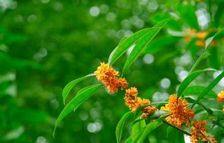 含桂花的古詩句有哪些