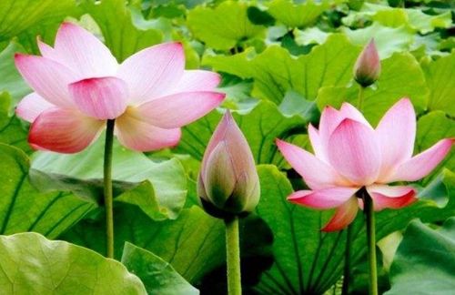 描寫荷花或荷葉的古詩67首,關(guān)于描寫荷花荷葉的古詩,描寫荷花荷葉的詩句古詩