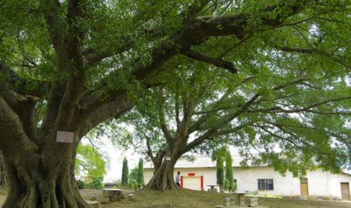 關(guān)于朗誦榕樹的詩句