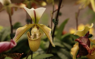 描寫(xiě)春天樹(shù)木茂盛的詩(shī)句,關(guān)于春天樹(shù)木的詩(shī)句古詩(shī),春天草木茂盛的詩(shī)句