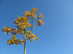 關(guān)于描寫秋天的古詩句有哪些,三年級(jí)描寫秋天的古詩句有,描寫秋天景色的古詩句