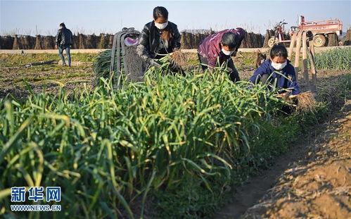 關(guān)于春耕春種的詩(shī)句