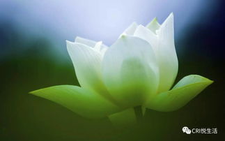 心事誰(shuí)人知的古詩(shī)句