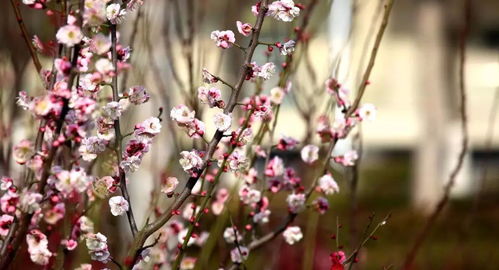 杏花,梨花,詩句,桃花