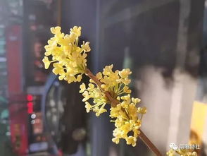 關(guān)于桂花香的詩(shī)句古詩(shī)