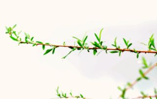 古詩,詩句,風(fēng)景,于春