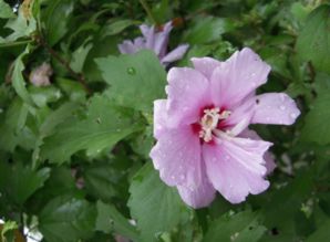 秋花的詩(shī)句古詩(shī),關(guān)于秋葉的詩(shī)句古詩(shī),描寫(xiě)秋葉的詩(shī)句古詩(shī)