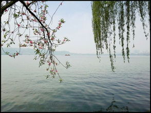 西湖,古詩(shī),詩(shī)句,景色