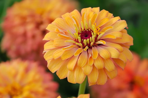 描寫秋天的景色詩句有哪些,描寫秋天景色優(yōu)美詩句,描寫秋天紅葉景色的詩句