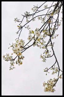 關于山楂花的詩句