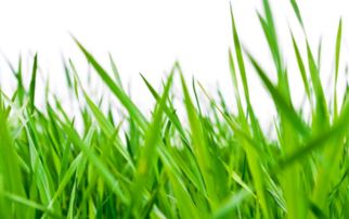 關(guān)于小草的詩(shī)句及含義