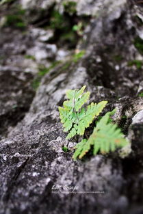 詩句,頑強(qiáng),生命