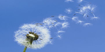 關(guān)于感情隨緣的詩句