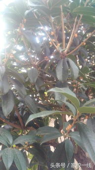 關(guān)于桂花的詩(shī)句帶作者