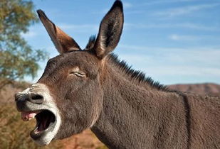 關(guān)于驢脾氣的詩句