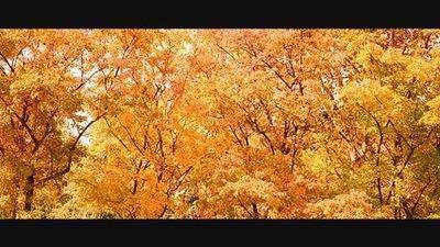 關(guān)于秋的詩句古詩大全