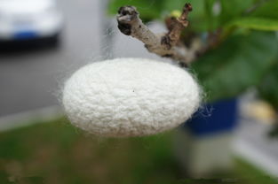 關于繭的古詩句