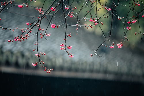 詩(shī)句,遇見,春節(jié)