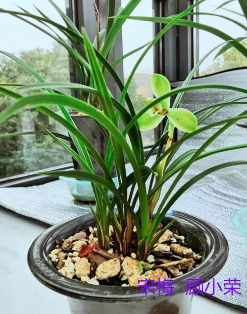 蘇軾蘭花的詩句古詩詞