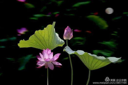 關(guān)于對(duì)頭蓮詩(shī)句