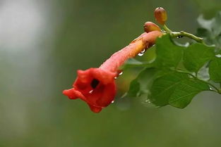 關于春華花的詩句