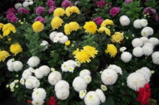 秋葉,古詩(shī),詩(shī)句