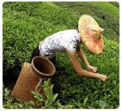 關(guān)于茶的制作過(guò)程的詩(shī)句