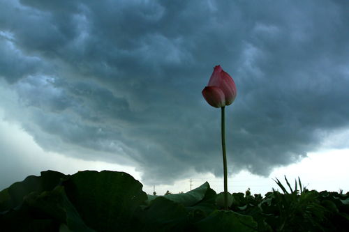 關(guān)于風(fēng)雨來臨的詩句