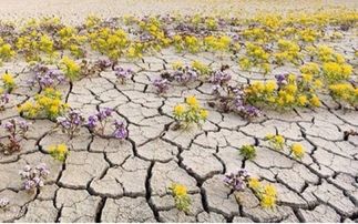 寫關(guān)于土地的古詩句