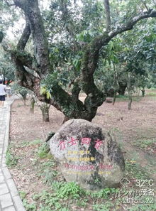 描寫身居外地的古詩句