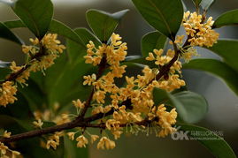 關(guān)于八月桂花的古詩(shī)句