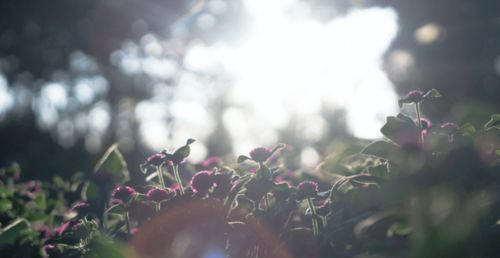 靈犀,詩(shī)句,朋友,間心有