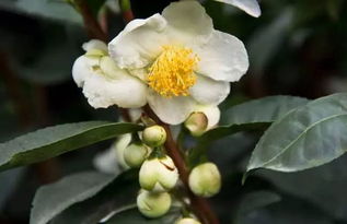 關(guān)于茶樹花的詩句