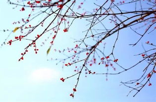 關(guān)于春的十句詩(shī)句