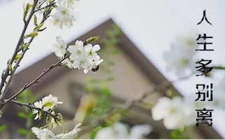 六級(jí),詩(shī)句,離別