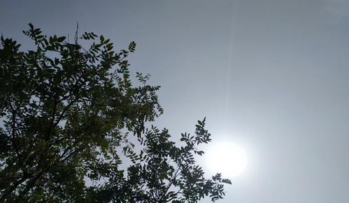 詩(shī)句,寄托,思念,于月