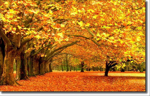 寫秋景的詩句古詩詞