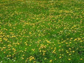 描寫小草多的詩句古詩